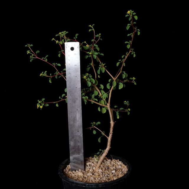 Euphorbia californica