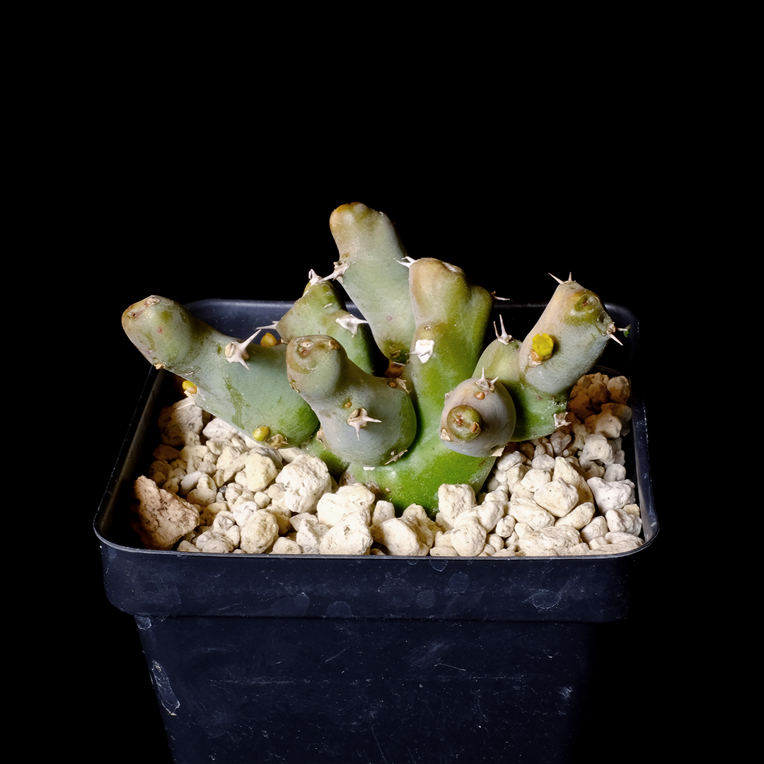 Euphorbia clivicola