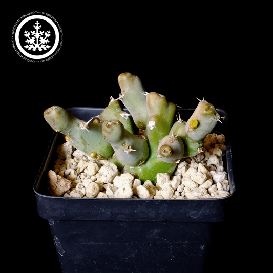 Euphorbia clivicola