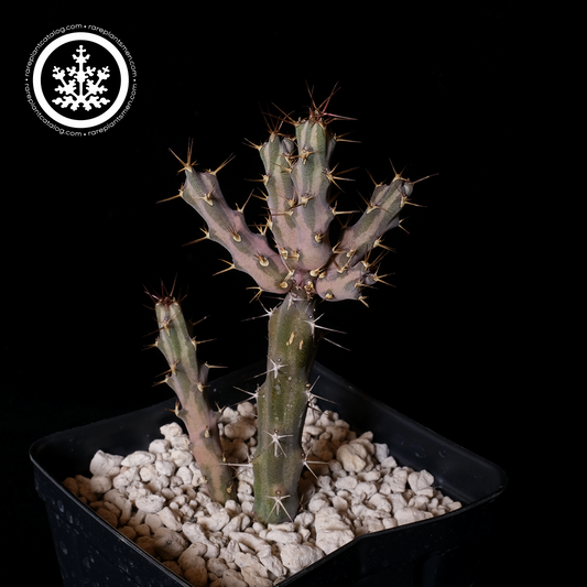 Euphorbia nyassae