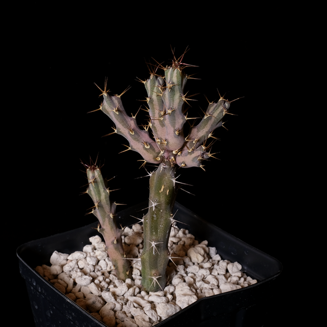 Euphorbia nyassae