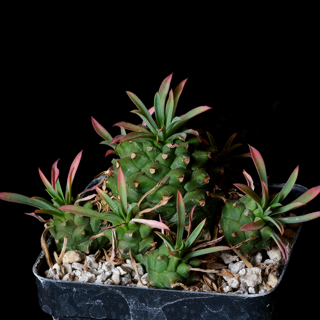 Euphorbia stellispina x bupleurifolia