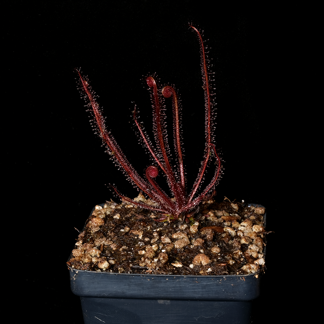 Drosera filiformis v. floridana f. albiflora