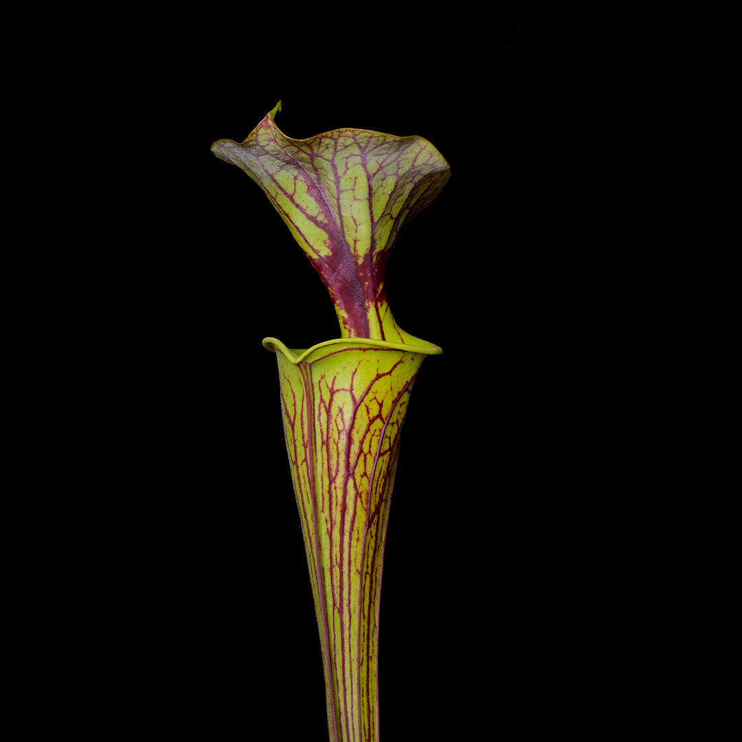 Sarracenia flava var. ornata