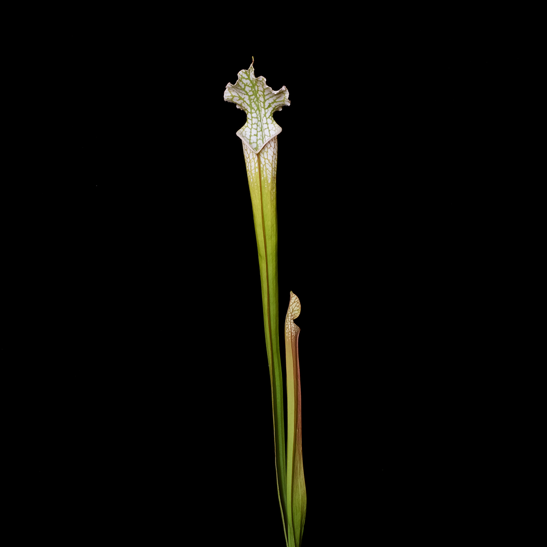 Sarracenia leucophylla 'Hurricane Creek White Clone 2'