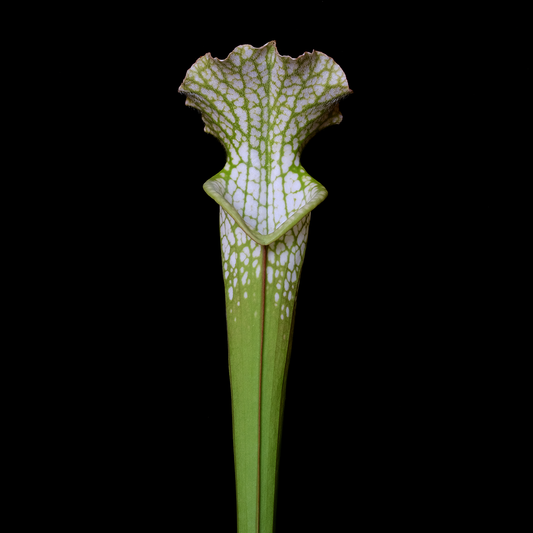 Sarracenia leucophylla 'HCW' Clone 3