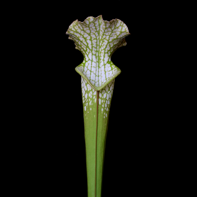Sarracenia leucophylla 'HCW' Clone 3