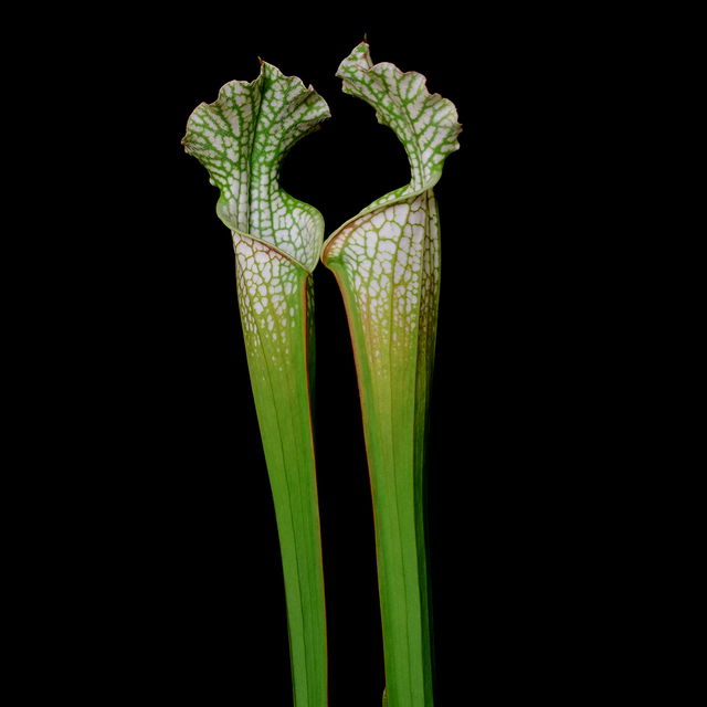 Sarracenia leucophylla 'HCW' Clone 4