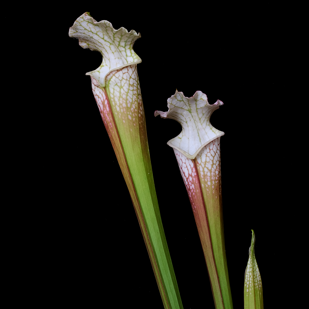 Sarracenia leucophylla 'Hurricane Creek White Clone F'