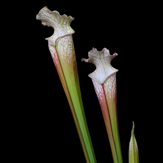 Sarracenia leucophylla 'HCW' Clone F