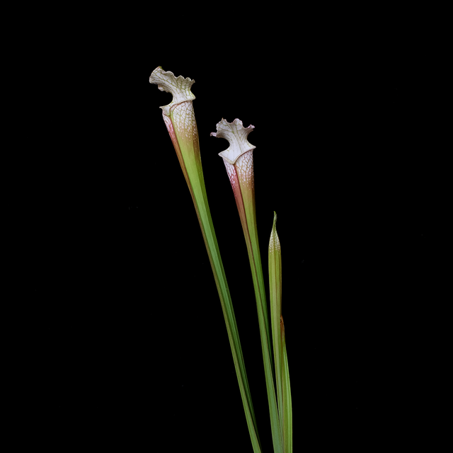Sarracenia leucophylla 'Hurricane Creek White Clone F'
