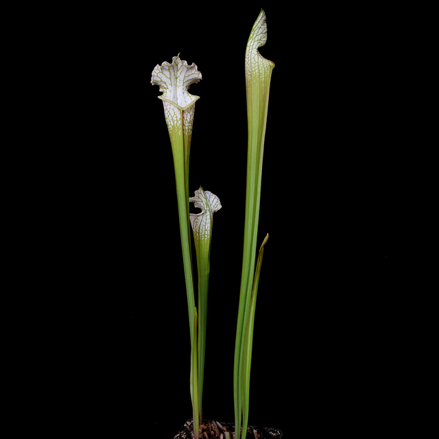 Sarracenia leucophylla 'Hurricane Creek White'