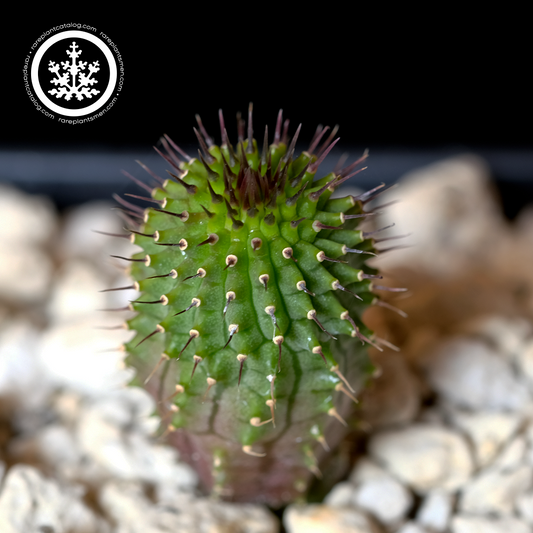 Hoodia parviflora x flava