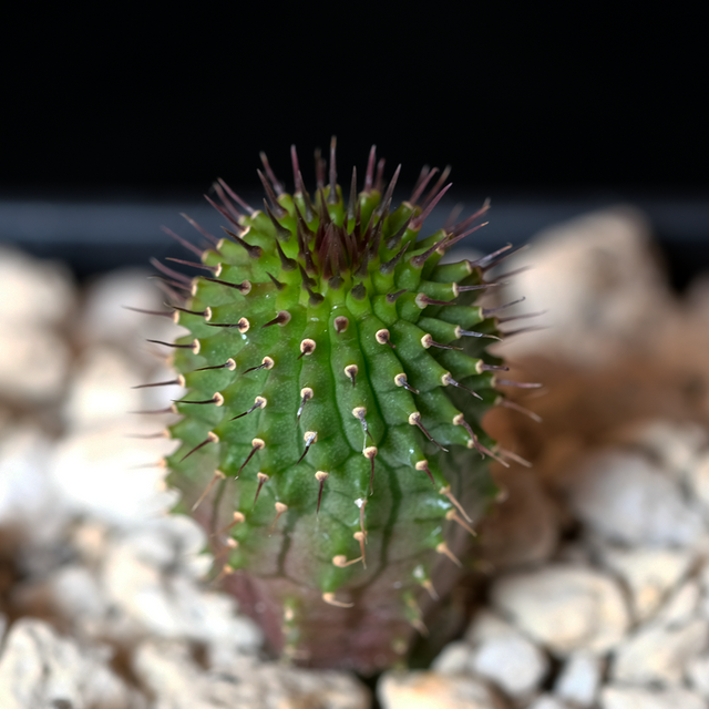 Hoodia parviflora x flava