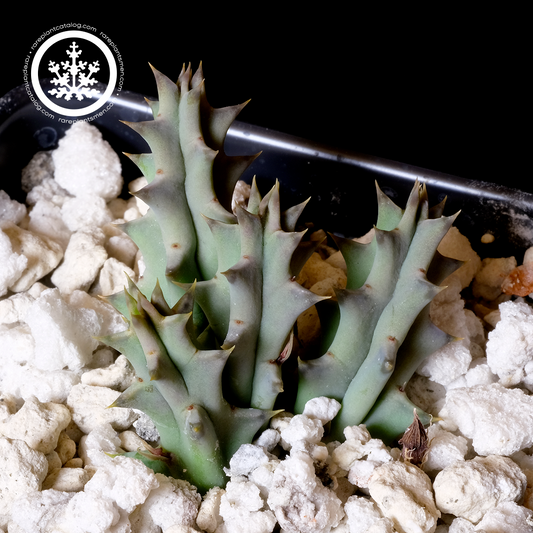 Huernia hystrix