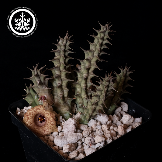 Huernia mccoyi