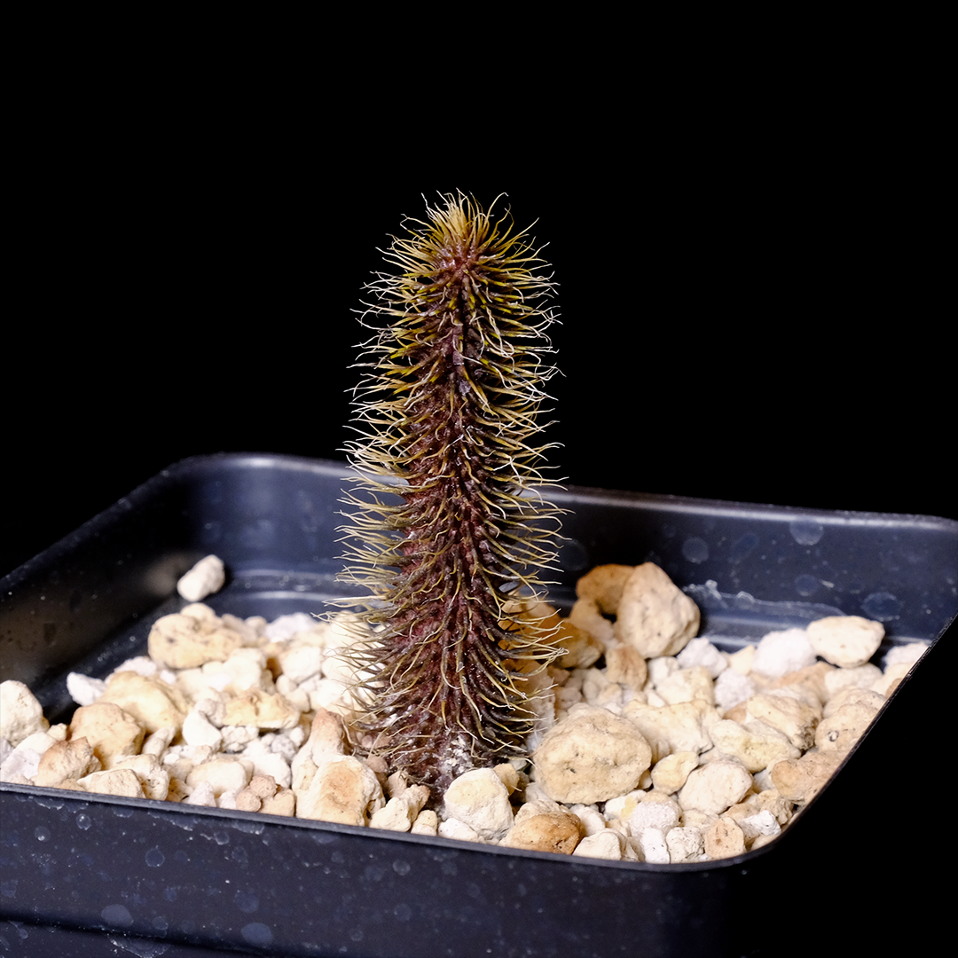 Huernia pillansii