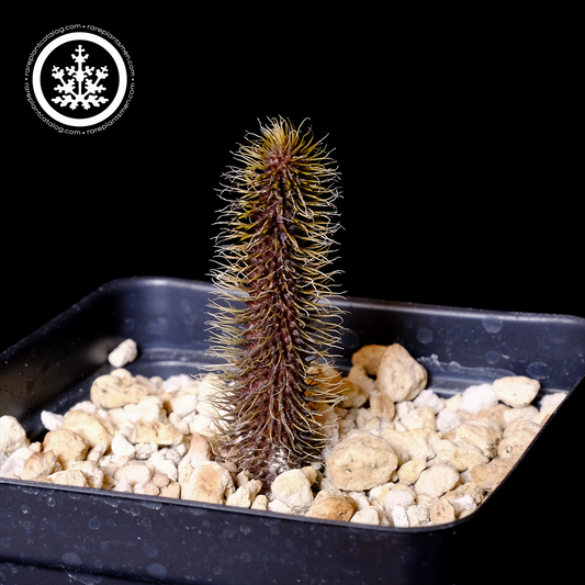Huernia pillansii