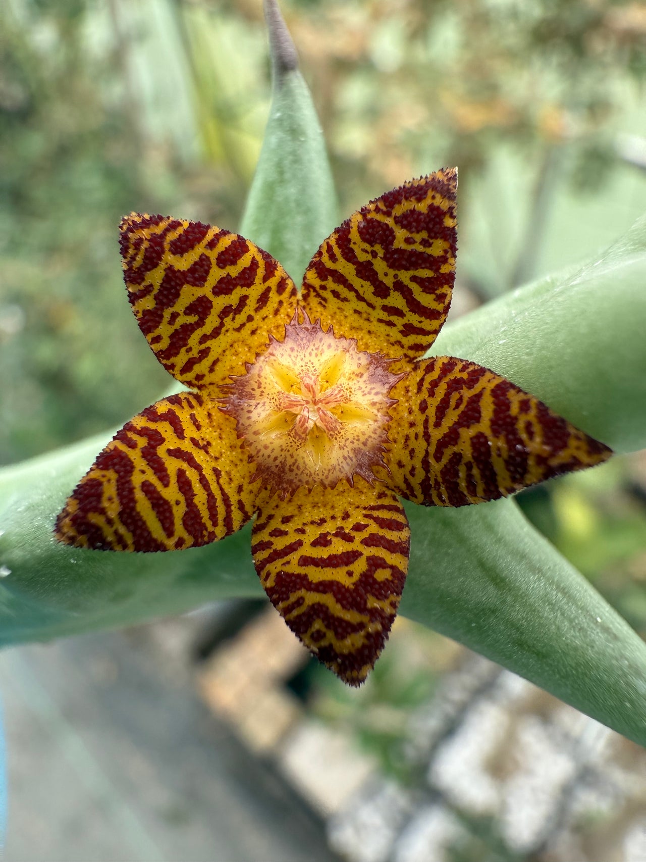 Orbea schweinfurthii