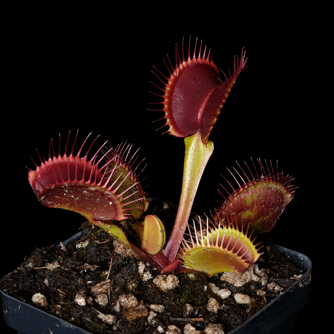 Dionaea musciupla 'Jabberwocky'