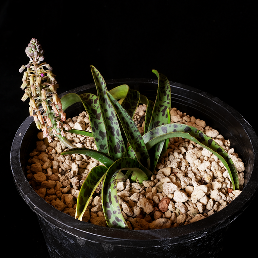 Bulbs – Rare Plant Catalog Bulbs – Rare Plant Catalog