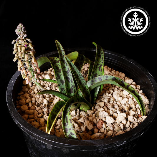 Ledebouria sp. caro
