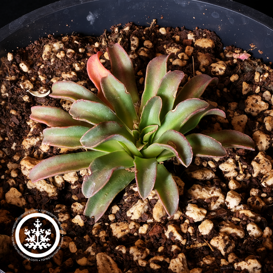 Lewisia longipetala "little peach"
