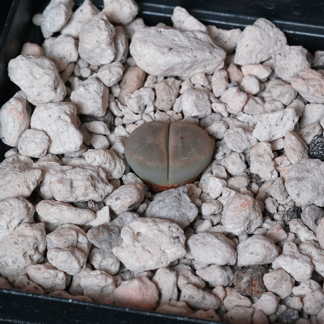 Lithops dinteri var. brevis SB2261