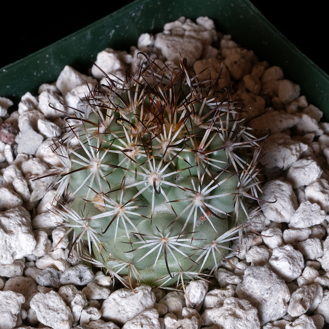 Mammillaria schumannii var. globosa