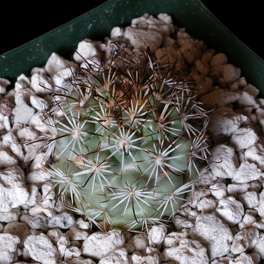 Mammillaria schumannii var. globosa