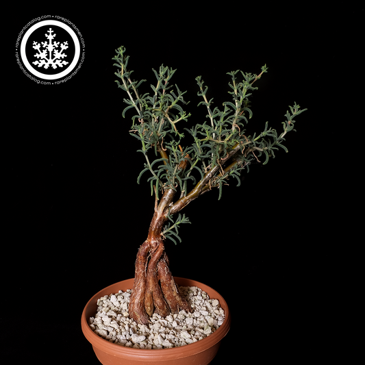 Mestoklema arboriforme