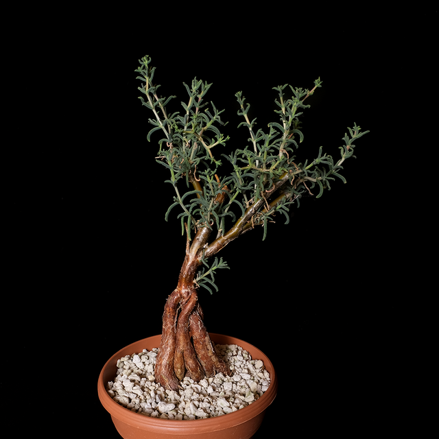 Mestoklema arboriforme