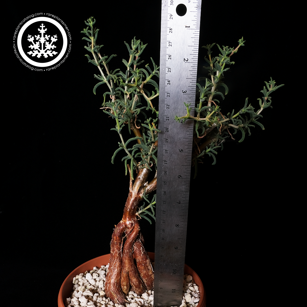 Mestoklema arboriforme