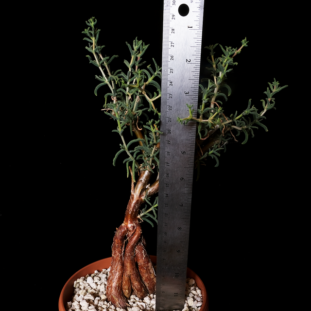 Mestoklema arboriforme