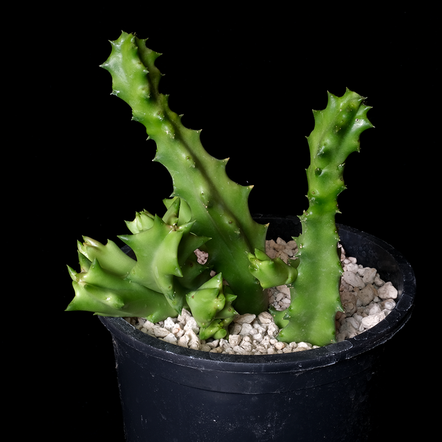 Orbea melanantha (large)