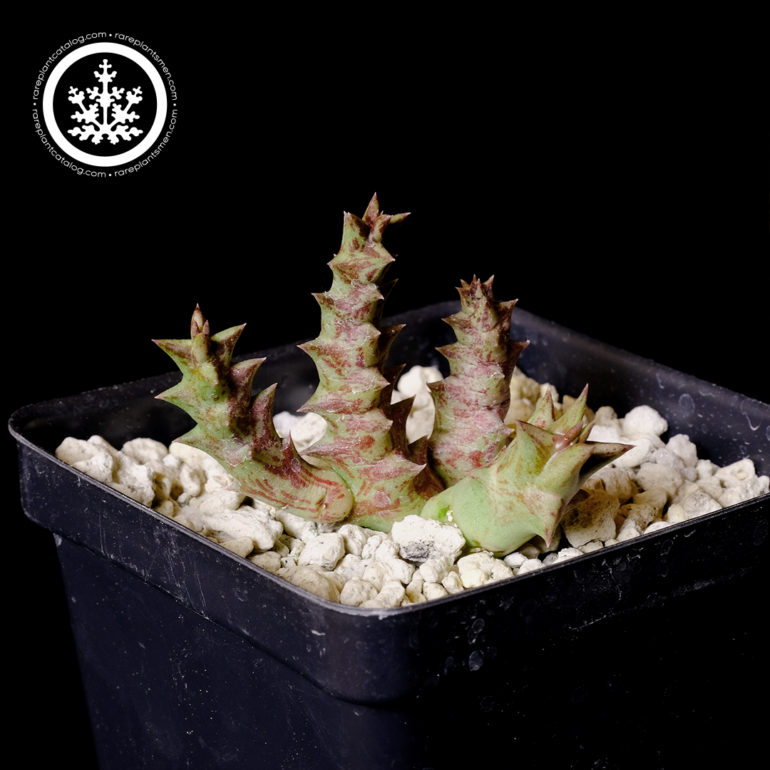 Orbea namaquensis