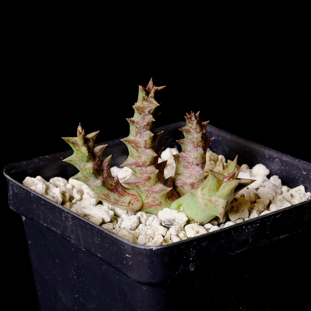 Orbea namaquensis