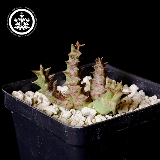 Orbea namaquensis