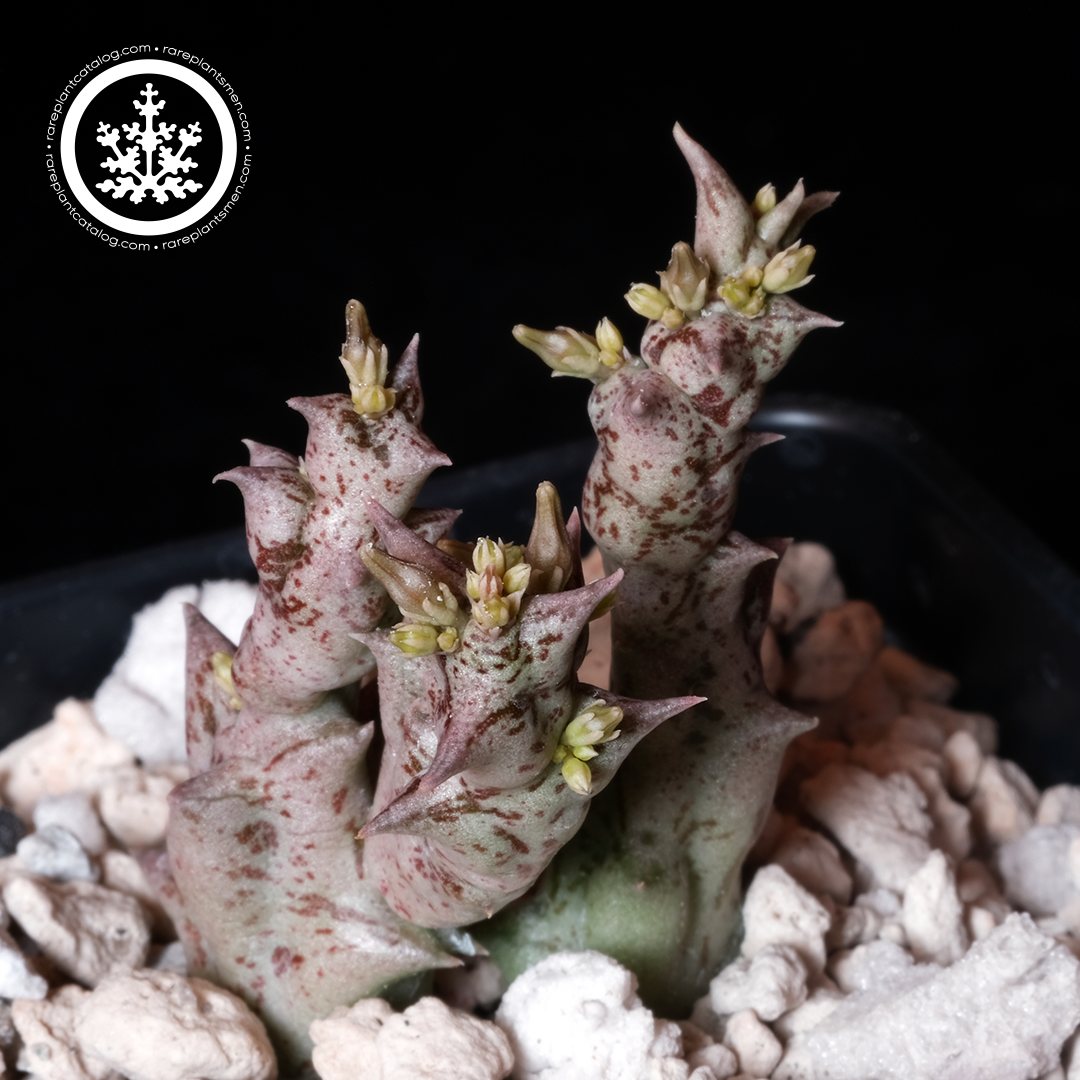 Orbea nardii