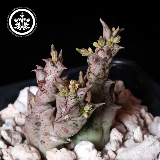 Orbea nardii