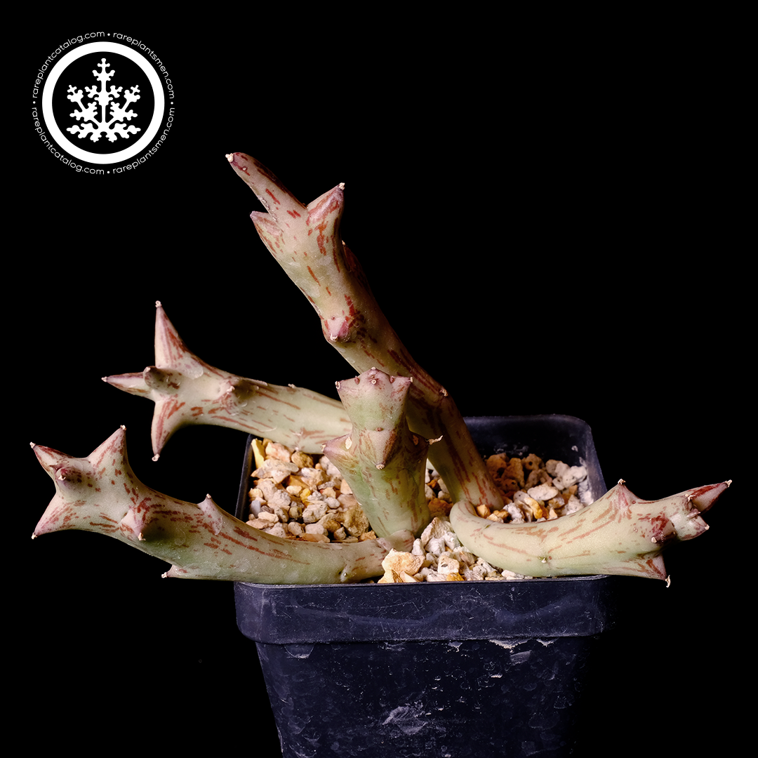 Orbea schweinfurthii