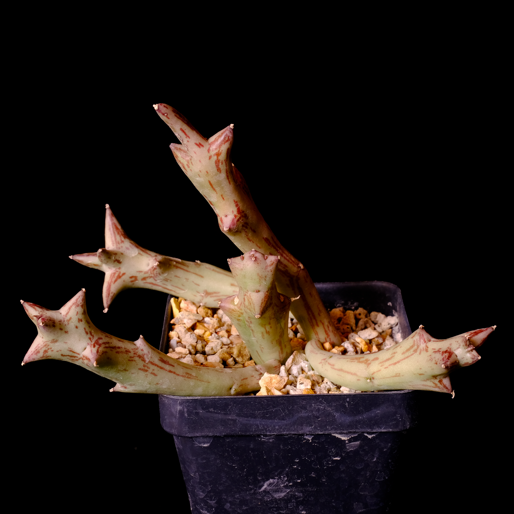 Orbea schweinfurthii