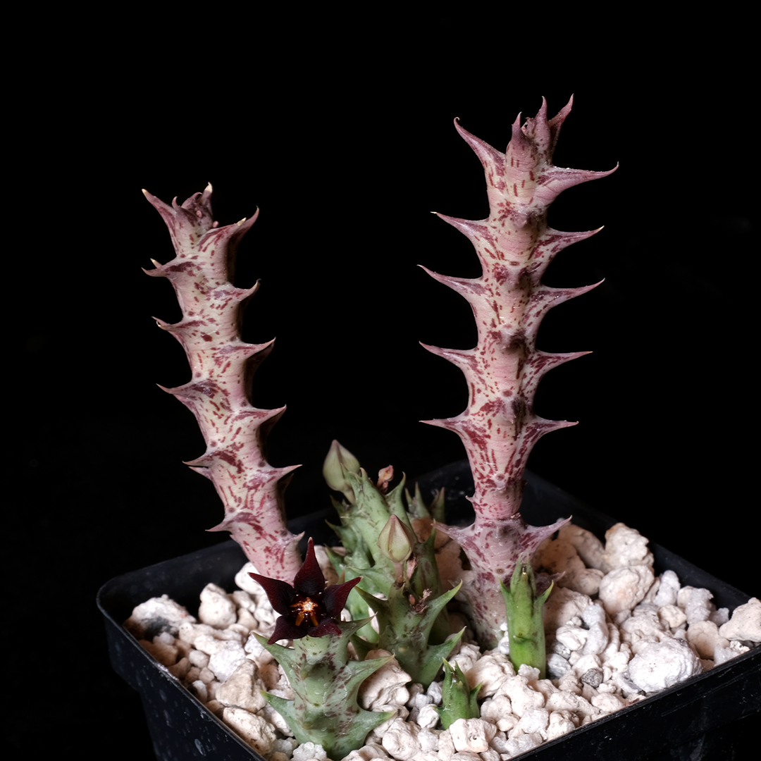 Orbea semitubiflora