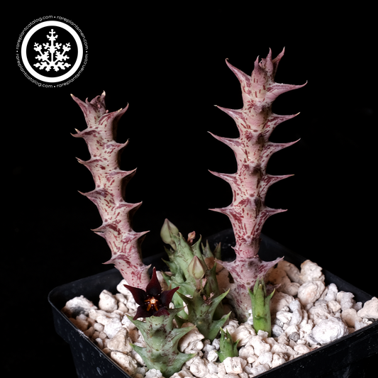 Orbea semitubiflora