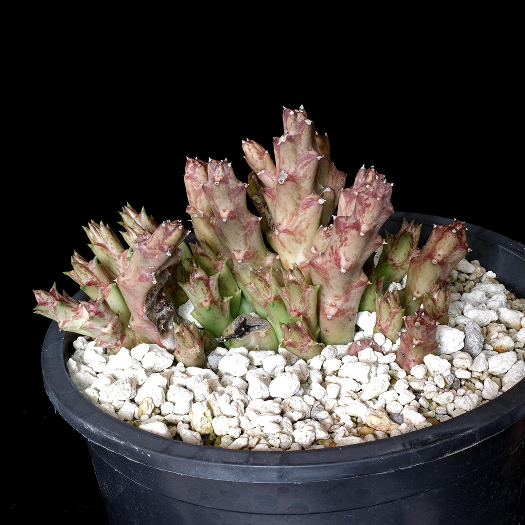Orbea variegata