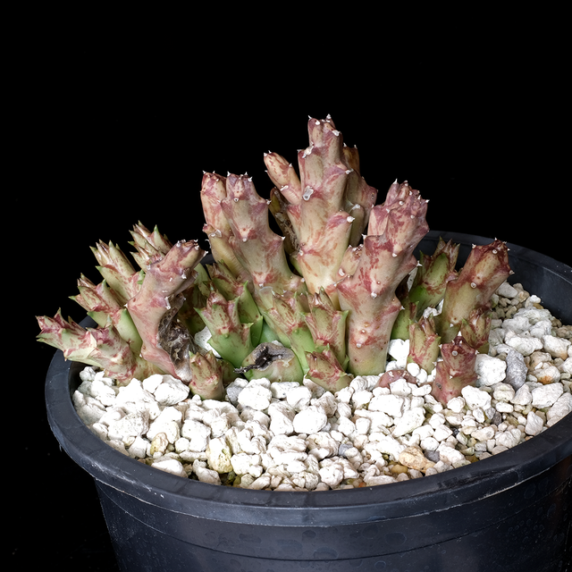 Orbea variegata