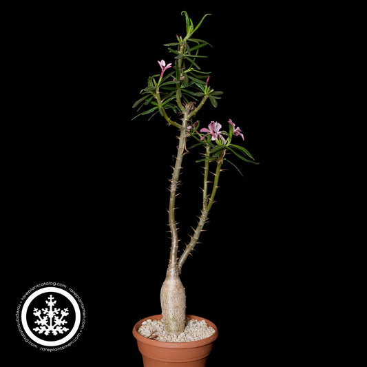 Pachypodium griquense XL specimen