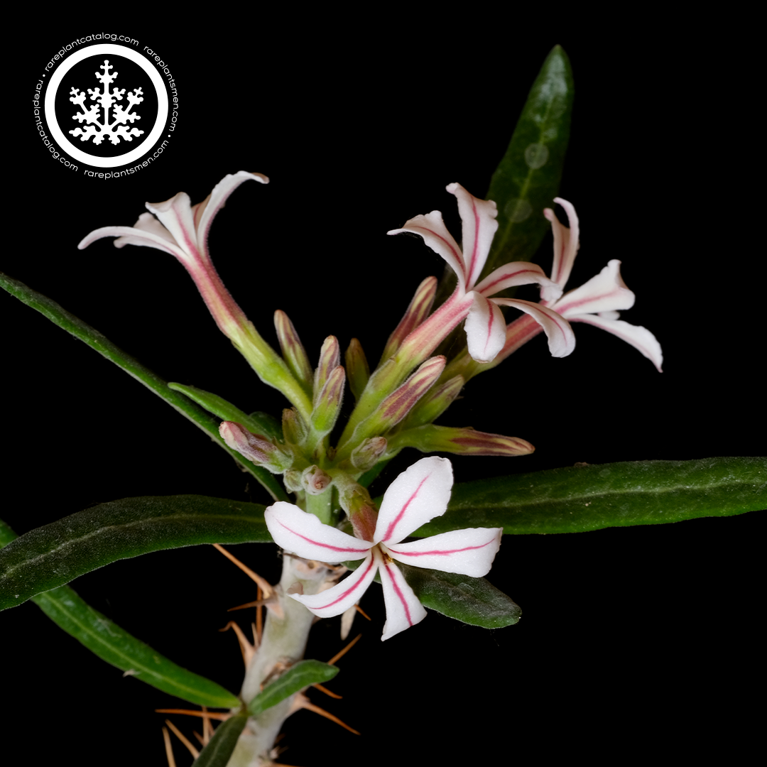 Pachypodium griquense