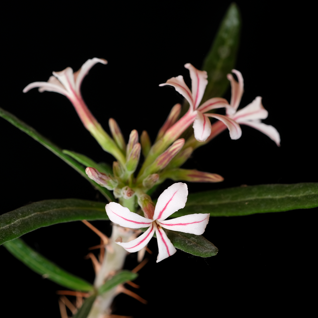 Pachypodium griquense specimen