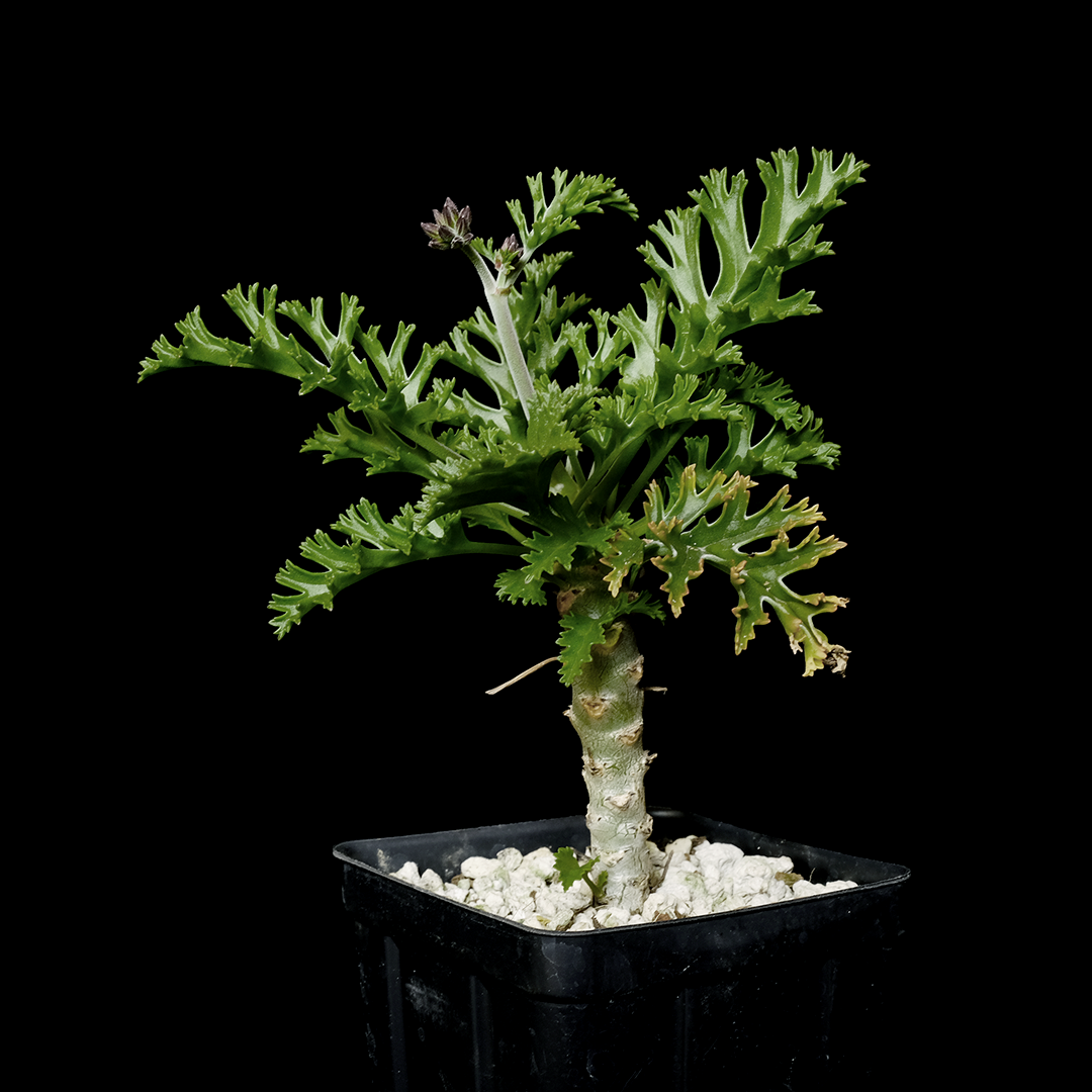 Pelargonium laxum